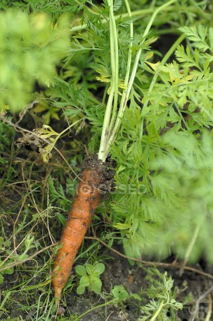 Zanahorias recién recolectadas - foto de stock