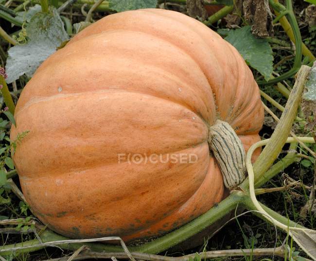 Raw pumpkin growing — Stock Photo