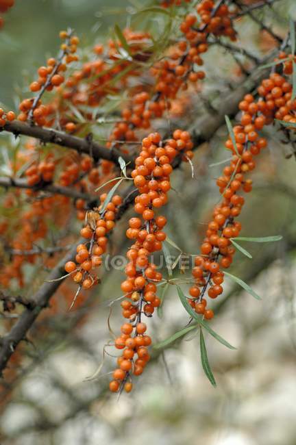 Sea-buckthorn berries growing on bush — Stock Photo