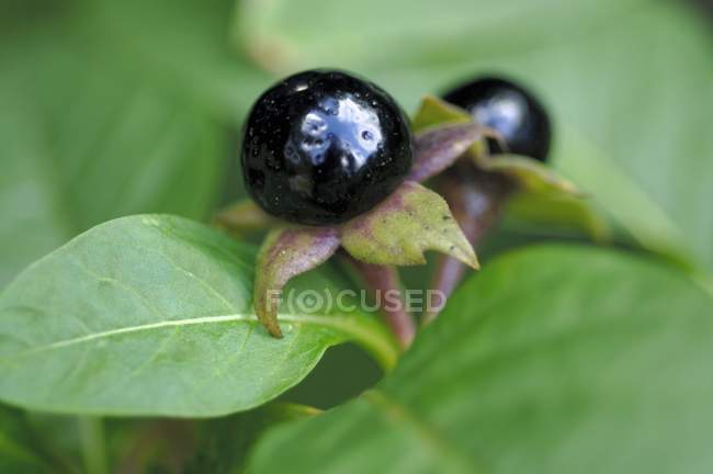 Closeup view of Deadly nightshade black berries and leaves — Stock Photo