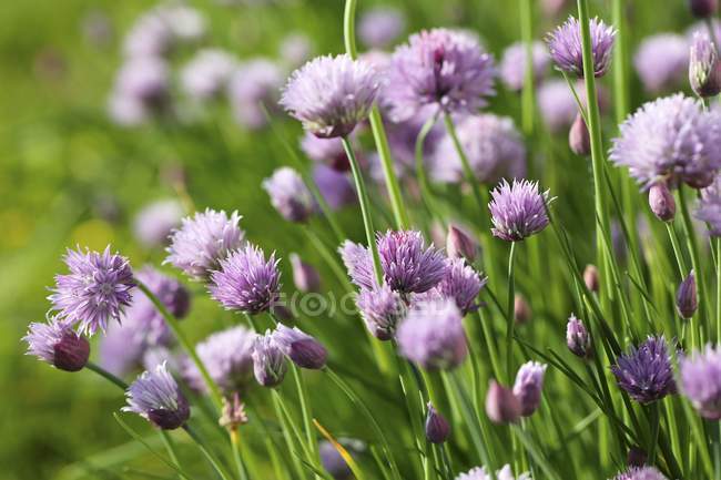 Chives growing in garden — Stock Photo