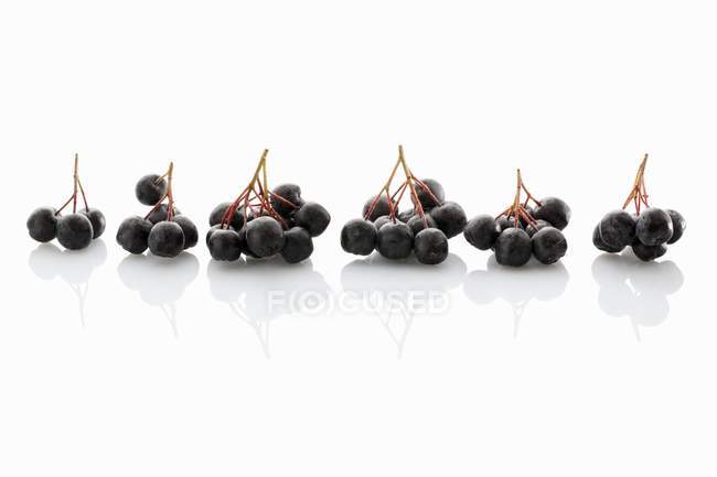 Bunches of Fresh aronia berries — Stock Photo