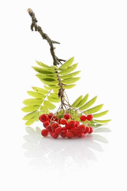 Sprig of rowan berries with leaves — Stock Photo