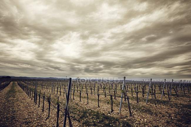 Daytime view of vineyard under clouds in Kamptal — Stock Photo
