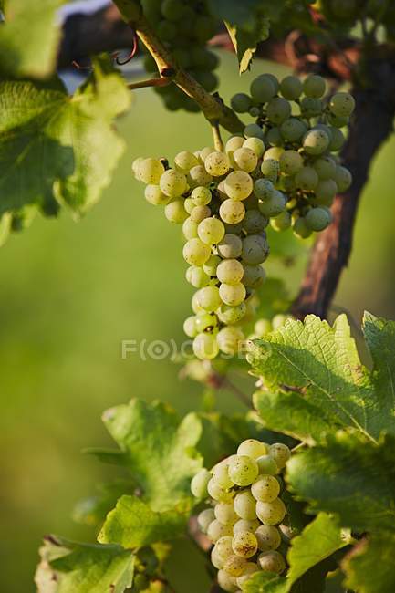 Uvas que crescem na planta — Fotografia de Stock