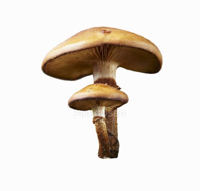 Closeup view of fresh sheathed woodtuft mushrooms on white background — Stock Photo