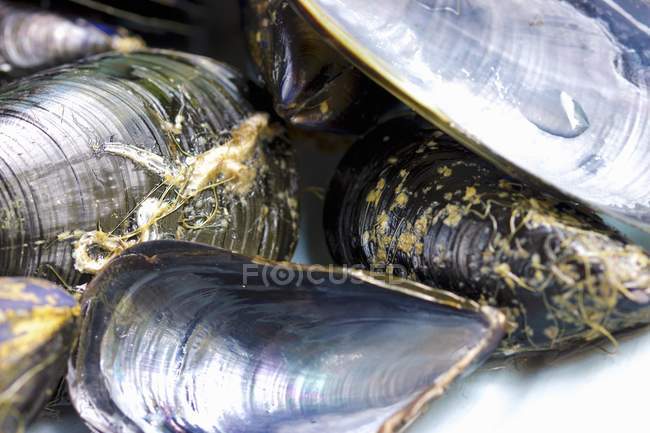 Heaps of mussels and shells — Stock Photo