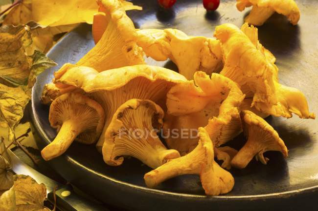 Chanterelles on brown plate — Stock Photo