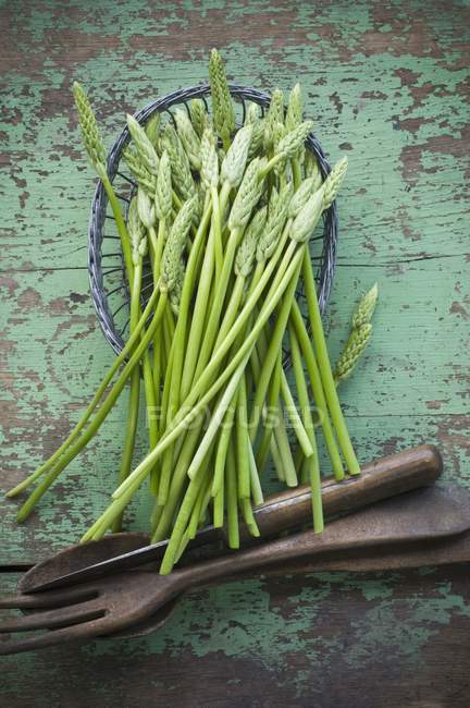Fresh Wild asparagus — Stock Photo