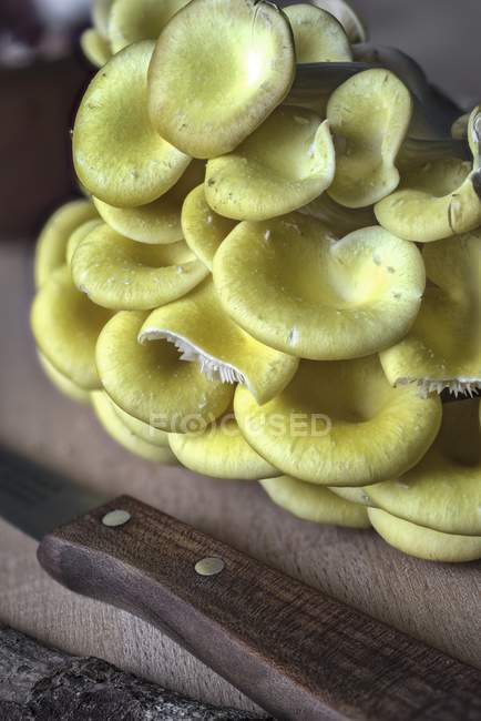 Golden oyster mushrooms — Stock Photo