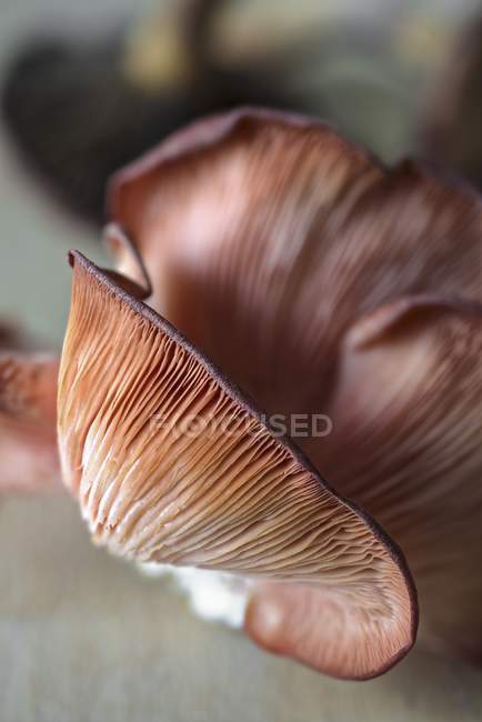 Свежие розовые устричные грибы — стоковое фото