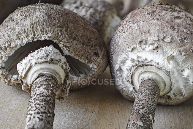 Cogumelos Parasol frescos — Fotografia de Stock