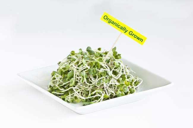 Organic pea shoots with an organic sign  on white plate — Stock Photo