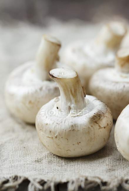 Cogumelos frescos em um tecido de linho — Fotografia de Stock
