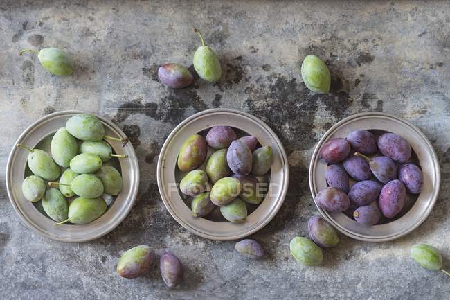 Young green and purple plums — Stock Photo
