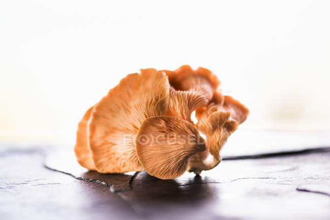 Champignons d'huîtres frais — Photo de stock