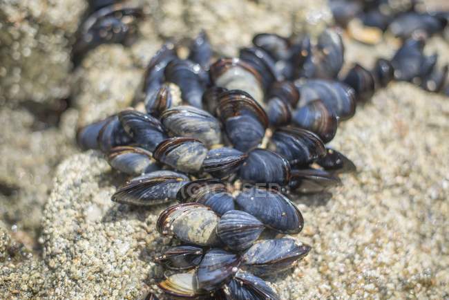 Fresh mussels in shells — Stock Photo