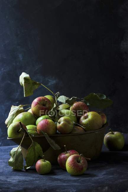 Manzanas recién recogidas - foto de stock