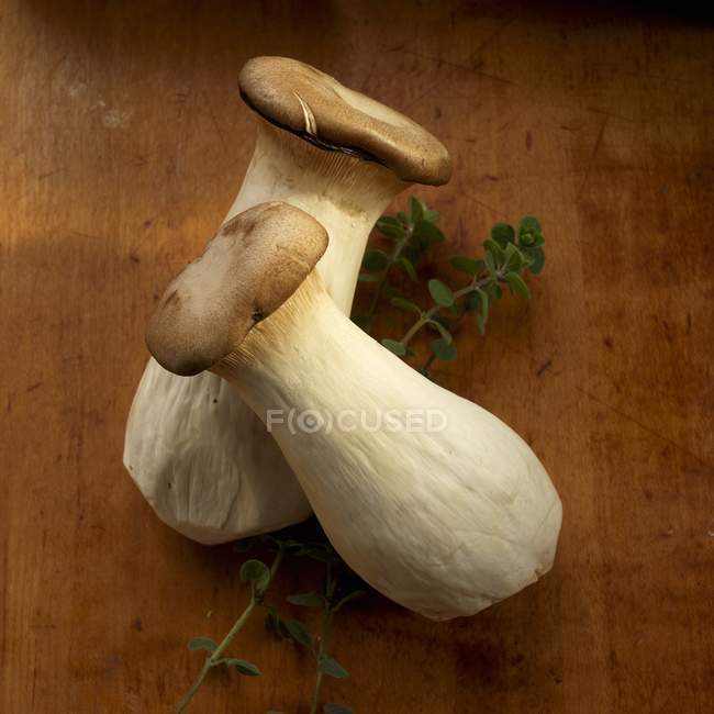 Королевские трубные грибы — стоковое фото