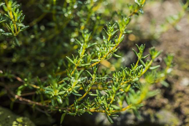 Rosemary growing in garden — Stock Photo