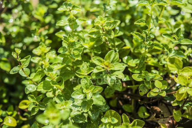 Oregano wächst im Garten — Stockfoto