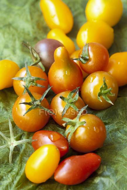 Tomates cherry recién recogidos - foto de stock