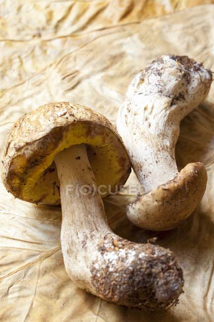 Porcini mushrooms on a dry leaf — Stock Photo