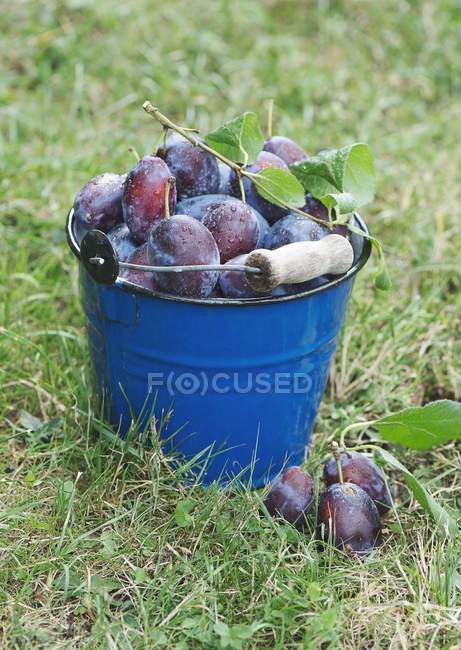 Freshly picked plums in bucket — Stock Photo
