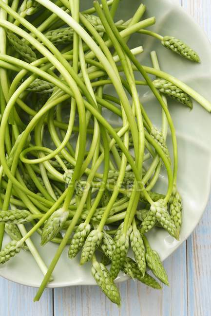 Germogli di asparagi selvatici — Foto stock
