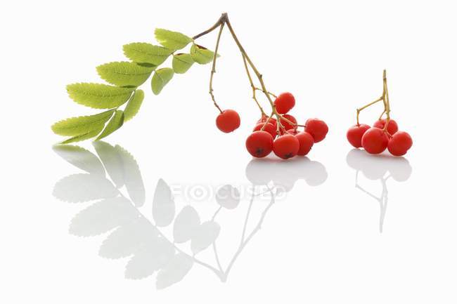 Свіжі ягоди Роуен з листям — стокове фото