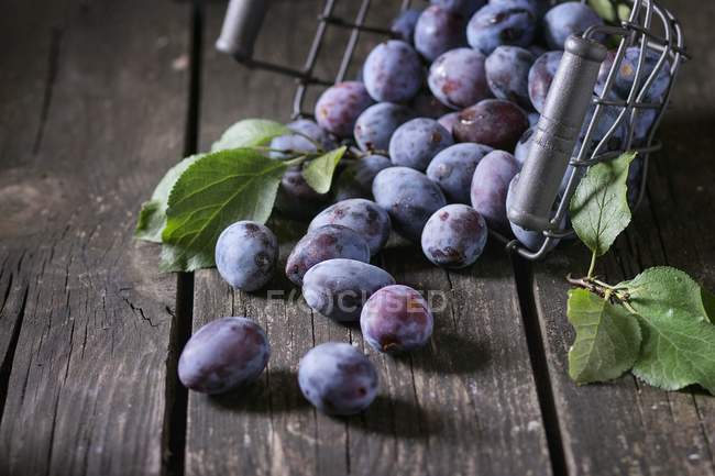 Damsons falling from wire basket — Stock Photo