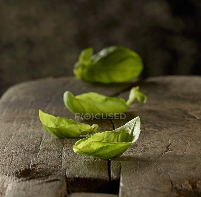 Свежие листья базилика — стоковое фото