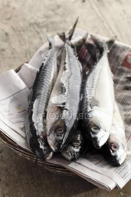 Fresh whole mackerels — Stock Photo