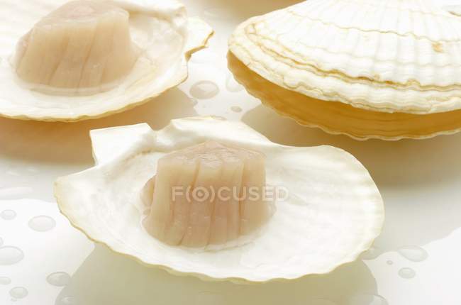 Vista close-up de vieiras em conchas e superfície branca — Fotografia de Stock