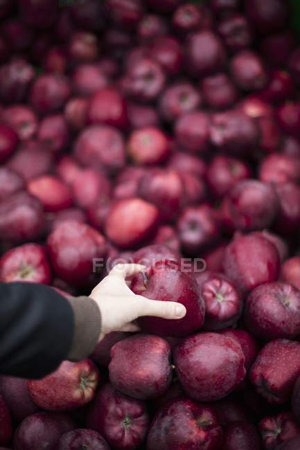Manzanas rojas en establo - foto de stock