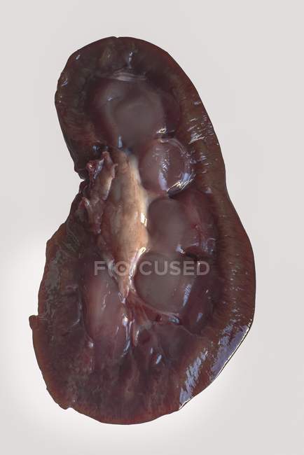 Raw halved lamb kidney — Stock Photo