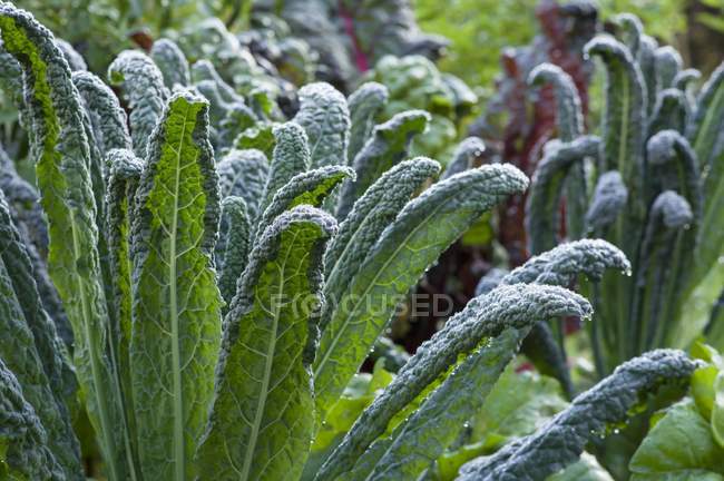 Palm kale covered with dew — Stock Photo