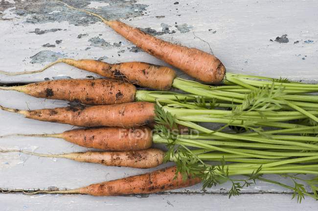 Свежесобранная морковь — стоковое фото