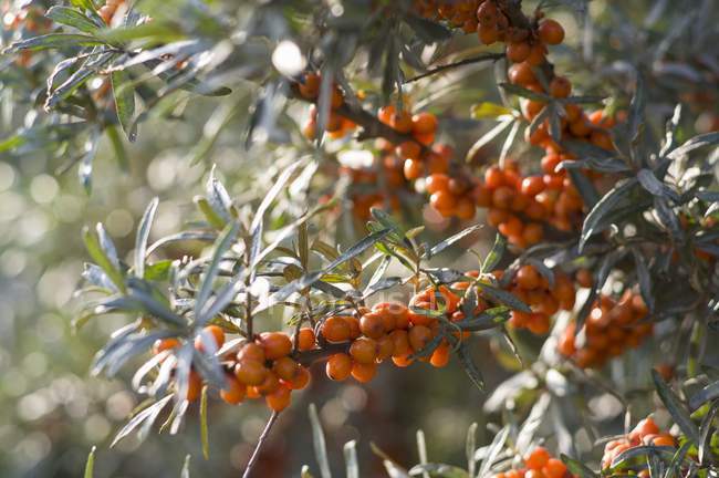 See-buckthorn berries growing on tree — Stock Photo