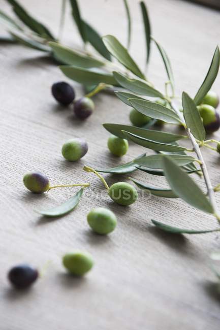 Aceitunas frescas con ramita de olivo - foto de stock