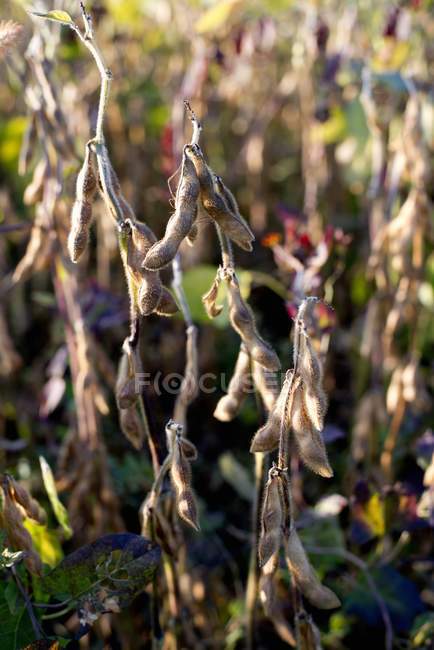 Fèves de soja dans les champs — Photo de stock