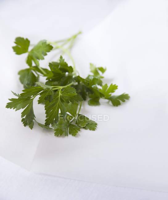 Fresh parsley sprigs — Stock Photo