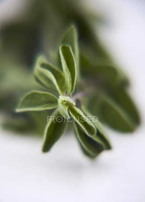 Fresh oregano sprig — Stock Photo