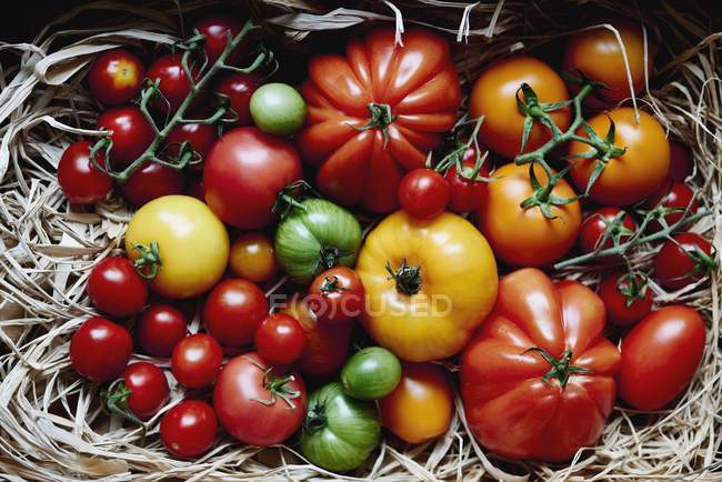 Various colorful tomatoes — Stock Photo
