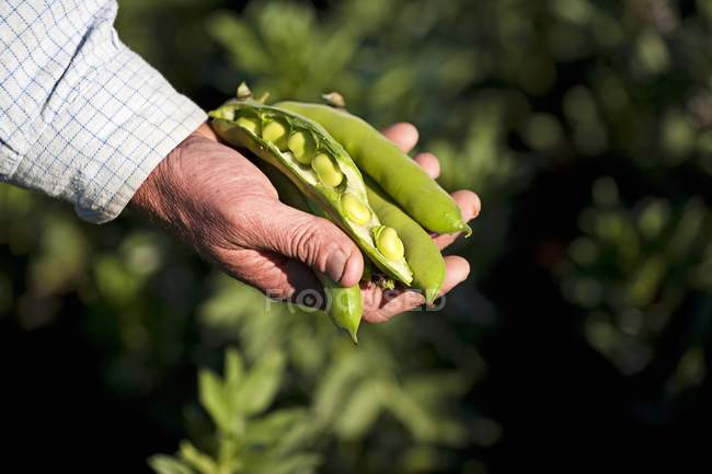 Agricoltore che detiene fagioli — Foto stock