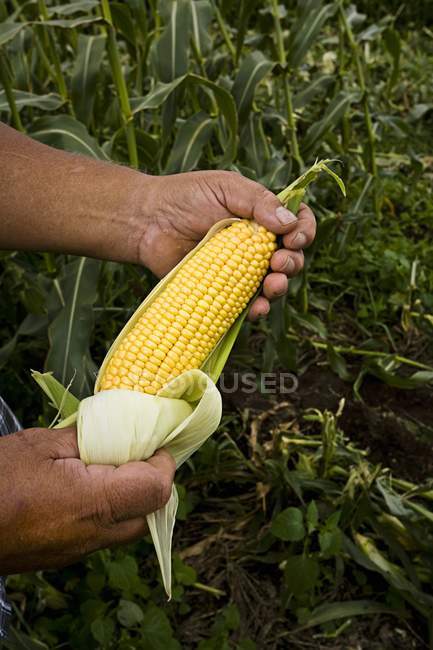 Agricoltore che detiene pannocchie fresche — Foto stock