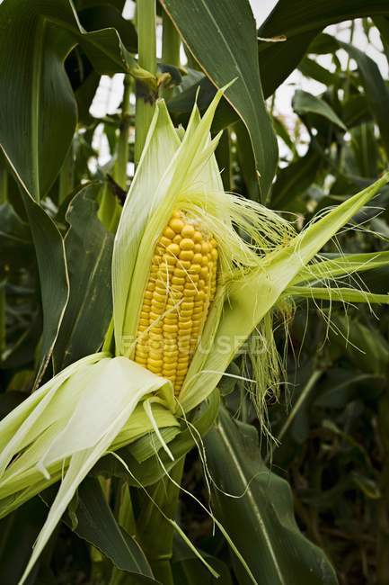 Fresh corn cob — Stock Photo