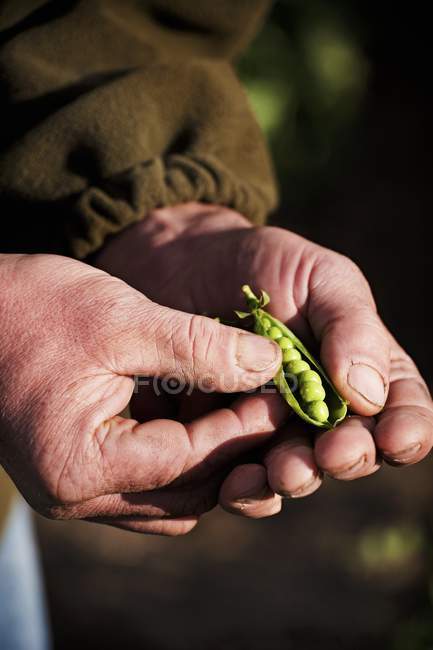 Farmer holding freshly harvested pea pods — Stock Photo