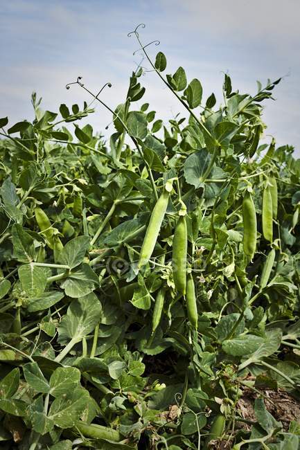 Pea pods on a plant — Stock Photo