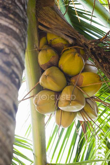 Vista de cerca del manojo de cocos en la palmera - foto de stock